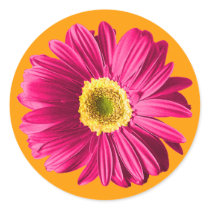 Fuchsia Daisy Flower Sticker
