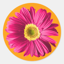 Fuchsia Daisy Flower Sticker