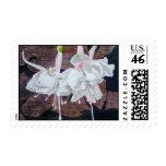 fuchsia - flower painting stamp