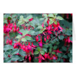Fuchsia Flowers in Purple Red Card