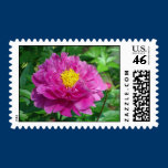 Fuchsia Garden Peony with yellow center  postage stamps