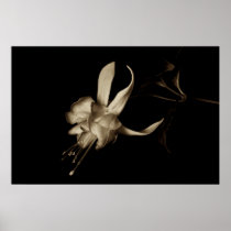 Fuchsia in Sepia tone Posters