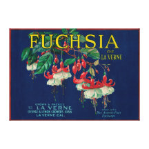 Fuchsia Lemon LabelLa Verne, CA Stretched Canvas Print