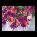 Fuchsia Lore posters