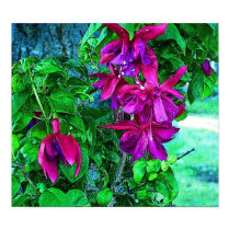 Fuchsia Magenta posters by Blacknight Fuchsia Magenta posters