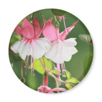 Fuchsia magnets