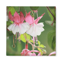 Fuchsia magnets