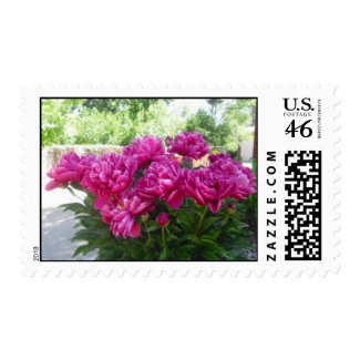 Fuchsia Peony Postage stamp