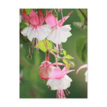 Fuchsia postcards by knotth Fuchsia postcards