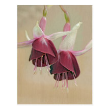 Fuchsia Postcard