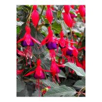 Fuchsia posters