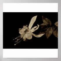 Fuchsia Posters