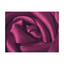 Fuchsia Rose Postcard