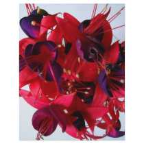FUCHSIAS I FLYER DESIGN