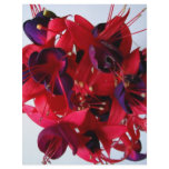 FUCHSIAS I flyers