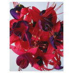 FUCHSIAS I CUSTOMIZED LETTERHEAD