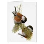 Chestnut-backed, Chickadee,