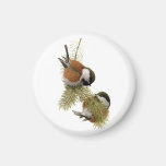 Fuertes' Chestnut-backed Chickadee Refrigerator Magnets