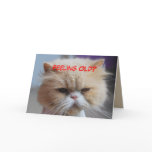 Fuggeddaboudit Persian Cat Humor Card