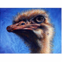 Fugley Ostrich Photo Sculpture photo sculptures