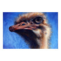 Fugley Ostrich Print