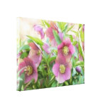 Full Bloom - Hellebores! Canvas Prints