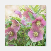 Full Bloom - Hellebores! Magnets