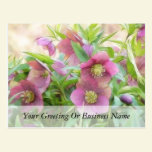 Full Bloom - Hellebores! postcards