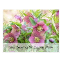 Full Bloom - Hellebores! Post Cards