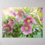Full Bloom - Hellebores! Print
