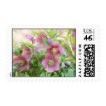 Full Bloom - Hellebores! Stamp