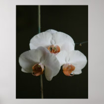 Full Bloom posters
