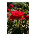 Full Bloom Red Rose posters