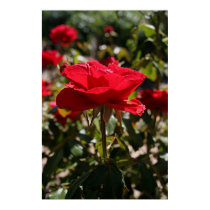 Full Bloom Red Rose posters