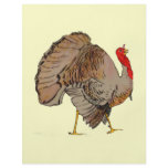 Full Color Thanksgiving Turkey flyers