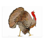 Full Color Thanksgiving Turkey Post Cards