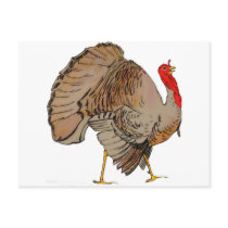 Full Color Thanksgiving Turkey postcards