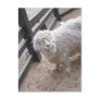 Full of Wool Post Cards
