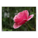 Full Pink Rose cards by mauries Full Pink Rose cards