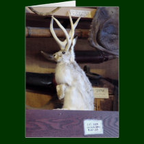 Full Size Jackalope $287.00 cards