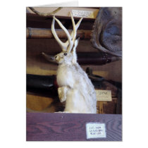 Full Size Jackalope $287.00 cards by cunningba Full Size Jackalope $287.00 cards