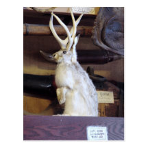 Full Size Jackalope $287.00 Post Card
