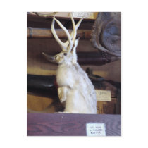 Full Size Jackalope $287.00 postcards by cunningba Full Size Jackalope $287.00 postcards