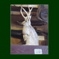 Full Size Jackalope $287.00 postcards