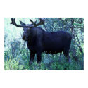 Full Size Moose posters by JudsonJoyce Full Size Moose posters