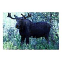 Full Size Moose posters by JudsonJoyce Full Size Moose posters