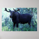 Full Size Moose posters