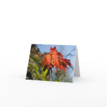 Fullmoon Maple Foilage Note Card