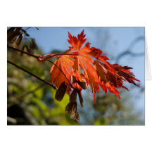 Fullmoon Maple Foilage Note Card