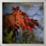 Acer Japonicum | dsc2316, poster, fullmoon, maple, feuerahorn, acer dsc2316, poster, fullmoon, maple, feuerahorn, acer